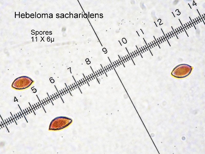 Hebeloma sacchariolens-amf860-micro.jpg - Hebeloma sacchariolens ; Syn: Hylophila sacchariolens ; Nom français: Hébélome à odeur sucrée 